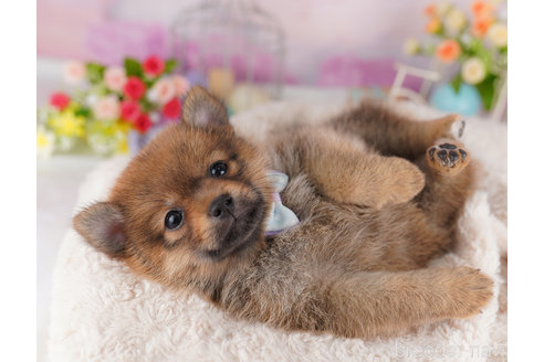 成約済の東京都のミックス犬-356282の3枚目